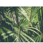ARECA PALM LEAVES