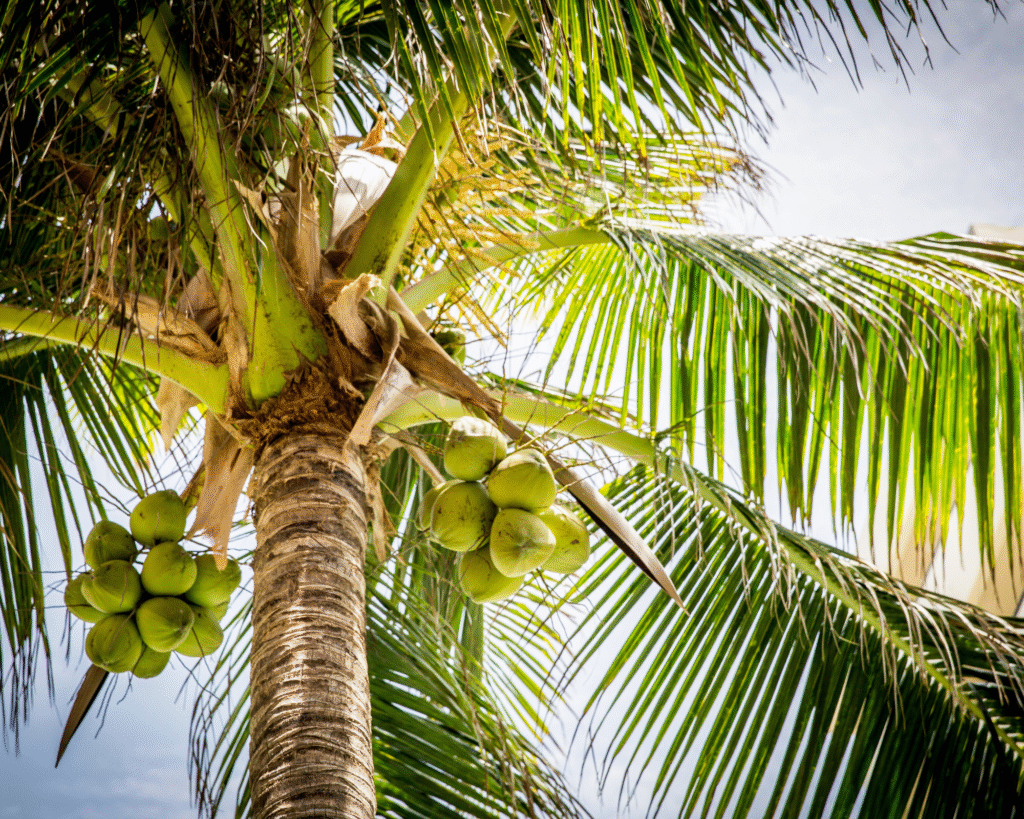 NATURAL ARECA PALM TREE