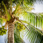 NATURAL ARECA PALM TREE